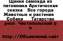 Щенки самоеда из питомника Арктическая сказка - Все города Животные и растения » Собаки   . Татарстан респ.,Чистопольский р-н